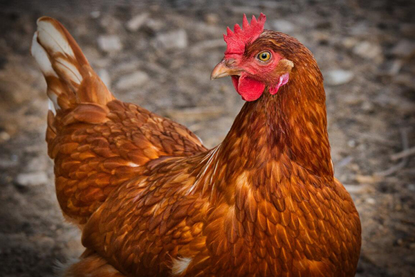 Chicken manure disposal